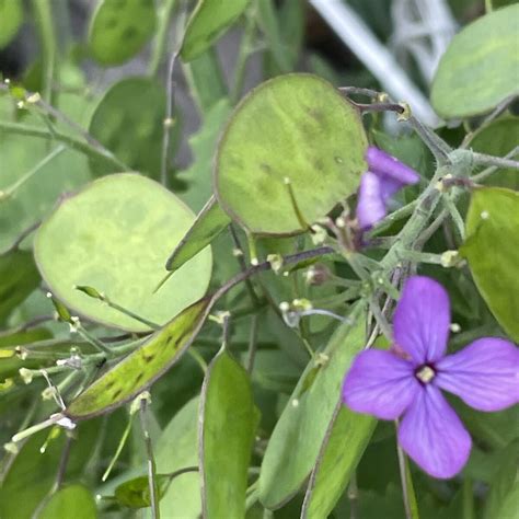 銀扇草|オオバンソウ（大判草）【ゴウダソウ（合田草）、ギンセンソウ…